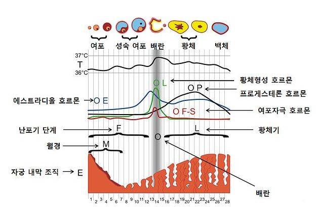 생리가 나올 때 나타나는 우리 몸의 호르몬 변화 도식화./사진=위키미디어 공용