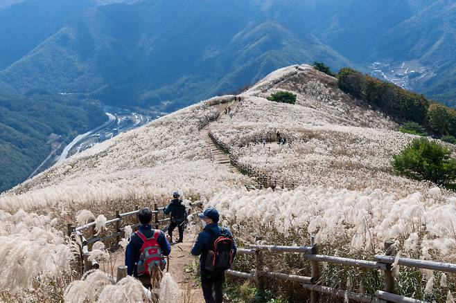 전국 5대 억새 군락지 중 하나인 강원 정선군 민둥산 정상 부근에 뒤덮힌 억새가 은빛 물결을 일으키며 장관을 연출하고 있다. 정선군 제공