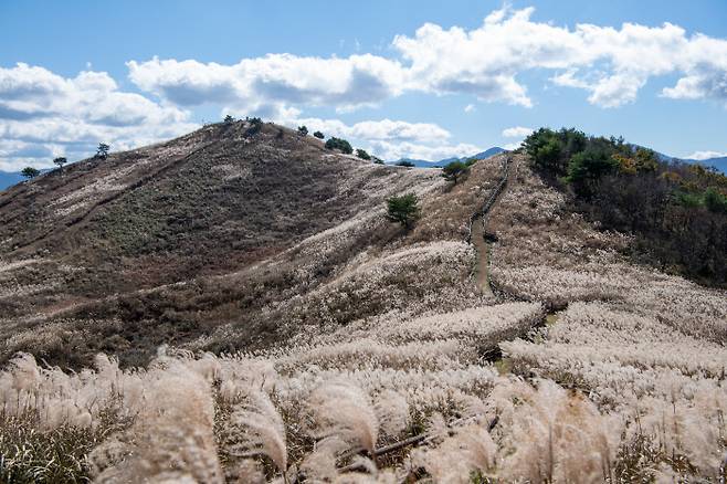 전국 5대 억새 군락지 중 하나인 강원 정선군 민둥산 정상 부근에 뒤덮힌 억새가 은빛 물결을 일으키며 장관을 연출하고 있다. 정선군 제공