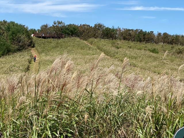 ▲동대봉산 무장봉(일명 무장산) 억새 군락지ⓒ경주국립공원사무소 제공