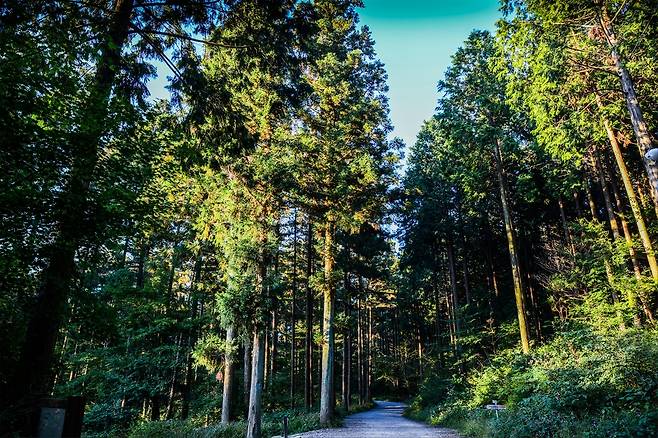 문수산 편백 숲 [산림청 제공. 재판매 및 DB 금지]