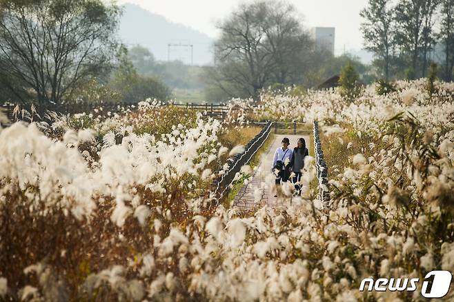 갈대가 아름다운 김해화포천 산책로의 모습. (김해시 제공) © 뉴스1