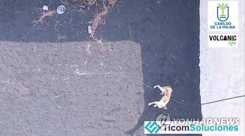 화산 폭발로 고립된 강아지 (토도케 로이터=연합뉴스) 스페인령 카나리아제도 라팔마섬에서 화산이 폭발하면서 주인과 함께 도망치지 못한 강아지가 화산재로 뒤덮인 땅에 홀로 누워있다. 2021.10.20 photo@yna.co.kr [볼캐닉라이프/티콤 솔루시오네스 제공. 재판매 및 DB 금지]