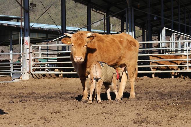 한우 우량암소 사육 [경남도 제공. 재판매 및 DB 금지]
