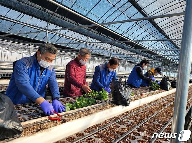 대전농신보 직원들의 농촌일손돕기 봉사활동 모습© 뉴스1