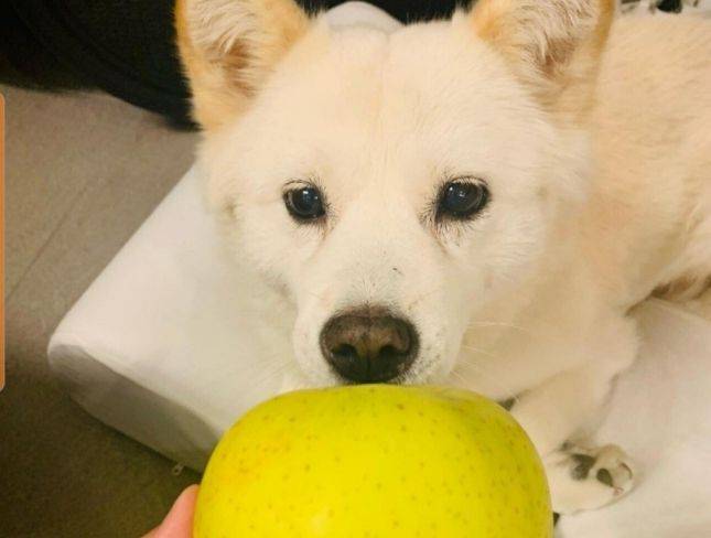 국민의힘 대선 주자 윤석열 전 검찰총장의 반려견들의 일상을 소개하는 '토리스타그램'에 21일 올라온 게시물. /인스타그램