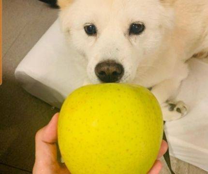윤석열 전 검찰총장이 지난 21일 자신의 반려견 인스타그래 계정에 올린 사진으로, 반려견 '토리'에게 사과를 주는 모습이 담겨 있다. ⓒ윤석열 국민의힘 대선 예비후보 인스타그램