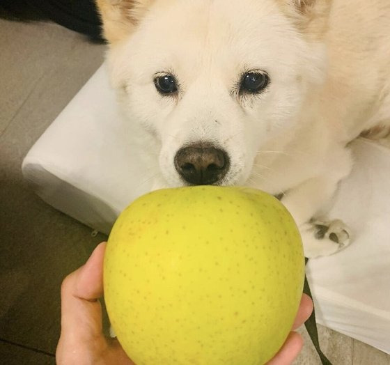 윤석열 전 검찰총장이 전두환 발언에 대해 사과한 뒤 인스타그램을 통해 애완견 '토리'에게 사과를 주는 것처럼 연출한 사진을 올렸다 이내 삭제했다. [인스타그램 캡처]
