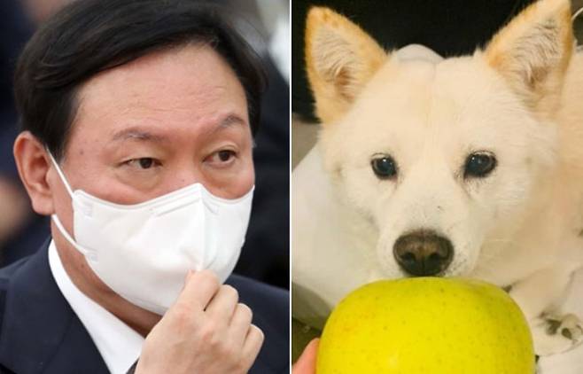 윤석열 전 검찰총장의 반려견 SNS '토리스타그램' 캡처