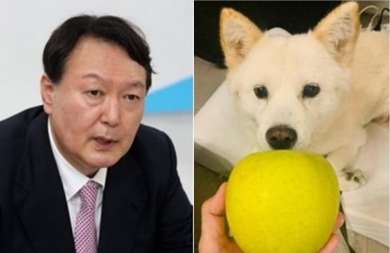 국민의힘 대권 주자인 윤석열(왼쪽) 전 검찰총장이 21일 ‘전두환 옹호 논란’ 발언과 관련해 유감을 표명하기 전 소셜네트워크서비스(SNS)에 사과 과일 사진을 올려 논란을 빚고 있다. 2021.10.22 윤석열 전 검찰총장의 반려견 SNS ‘토리스타그램’ 캡처