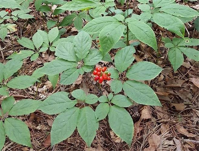 산양삼 [국립산림과학원 제공. 재판매 및 DB 금지]