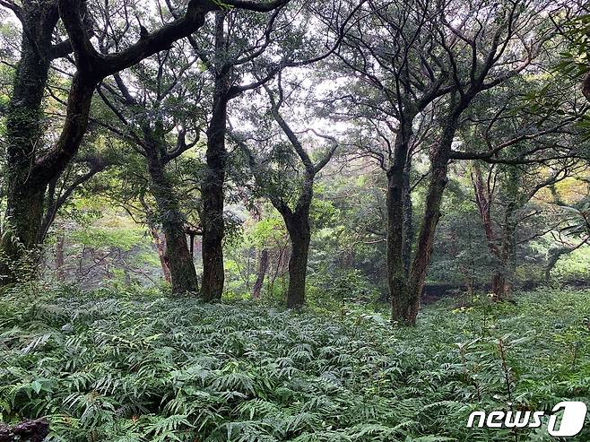 다양한 수종이 숲을 메우고 있다© 뉴스1