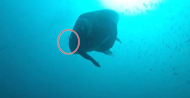 낚싯줄에 걸려 익사한 제주 거북이/SBS