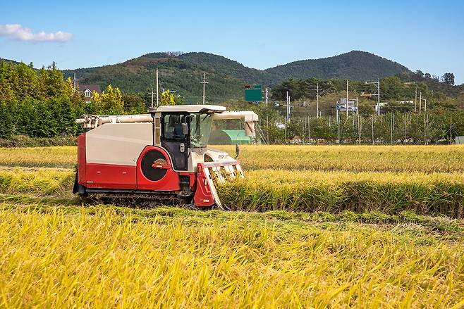 서삼석 의원(더불어민주당)에 따르면 쌀 재고도 역대 최저수준인 것으로 드러났다./사진제공=이미지투데이
