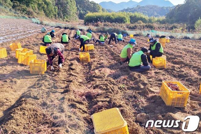 괴산군 행정과 직원들이 고구마 수확 작업을 하고 있다.(괴산군 제공)© 뉴스1