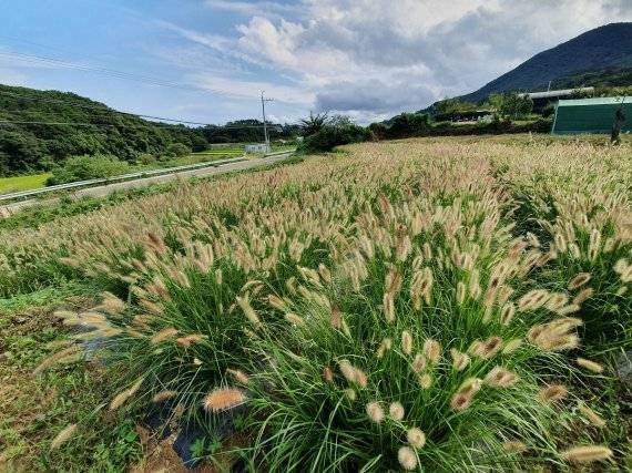 ▲ 기장군 농업기술센터가 조성한 일광 광산마을의 경관농업단지의 모습. 기장군 제공