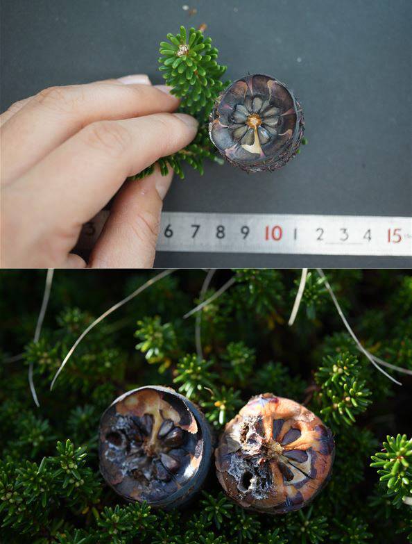 2016년 조사 때 채취된 구상나무의 열매(위)의 단면은 정상적인 모양이었지만, 2021년 조사 때 채취한 구상나무 열매의 단면은 해충 피해를 입어 기형적인 모습이다. 국립산림과학원 제공