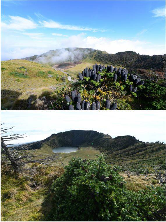 제주도 한라산 백록담 인근의 구상나무 열매가 2016년 조사 때는 풍성했지만(위 사진), 2021년 조사 때는 아주 적었다(아래).  국립산림과학원 제공