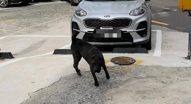 주민 위협한 맹견. [사진 출처=연합뉴스]