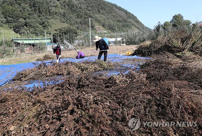 농촌들녘 들깨 타작 [연합뉴스 자료사진]