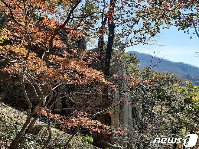 충북 보은의 속리산 저지대 단풍. (속리산국립공원사무소 제공)(© 뉴스1