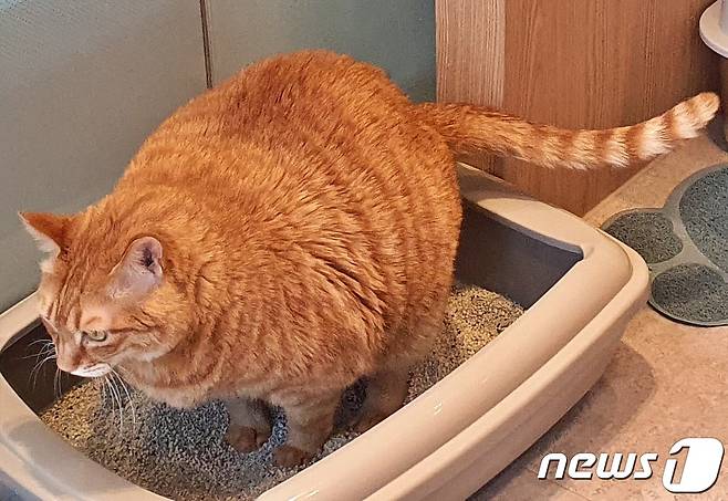 벤토나이트 모래 위에서 볼 일 보는 고양이 (사진은 기사 내용과 무관함) / © 뉴스1 최서윤 기자