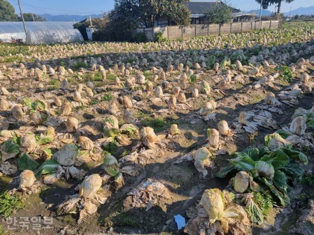 25일 강원 춘천시의 한 밭에서 배추들이 물러 썩고 있다. 갑작스러운 10월 한파로 인해 이 같은 배추 뿌리혹병(무름병)이 전국 농가로 퍼지고 있다. 농가 제공
