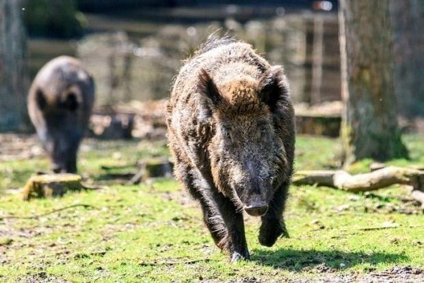 멧돼지 포획 활동 중 실수로 총을 잘못 쏴 동료를 숨지게 한 50대 남성에게 금고형의 집행유예가 선고됐다. 사진은 기사와 무관함. /사진=게티이미지뱅크