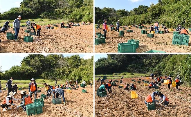 보령시의원들이 가을철 농촌일손돕기 봉사를 하고 있다 *재판매 및 DB 금지