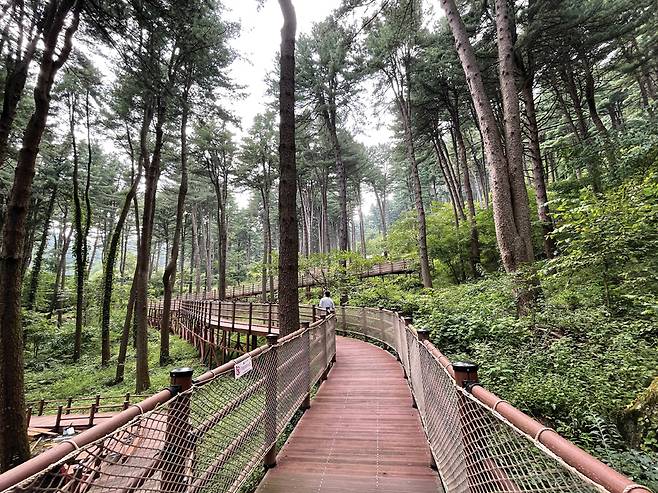 무성한 잣나무 숲을 가능한 훼손하지 않고 만들어진 무장애데크길.