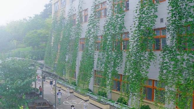 고양시 양일초등학교 건물 4층까지 뒤덮은 그린커튼 [고양시 제공, 재판매 및 DB 금지]