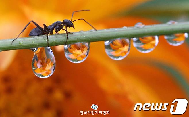 제225회 이달의 보도사진상 피처&네이처 부문 우수상작 ‘빗방울 속에 갇힌 가을’ © 뉴스1
