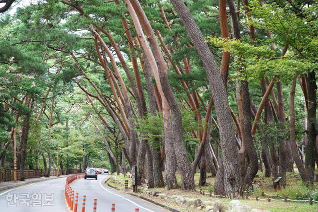 표충사 아래 시전마을에서 사찰까지 울창한 솔숲 길이 이어진다.