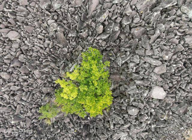 절에서는 수많은 경석을 미륵의 설법을 듣는 물고기에 비유한다.