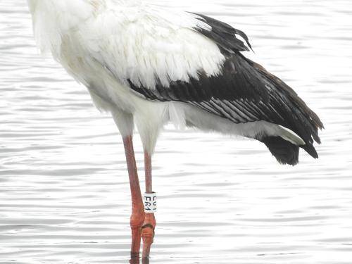 [부산=뉴시스] 허상천 기자 = 낙동강하구에코센터 앞 습지에서 먹이활동을 하는 황새는 지난 6월 6일 예산 대리 둥지 탑에서 야생 증식한 수컷 개체로 다리에 E61이라고 새겨진 가락지를 달고 있으며, 이름은 마루로 확인됐다. 2021.10.26. (사진 = 부산시 제공) photo@newsis.com *재판매 및 DB 금지