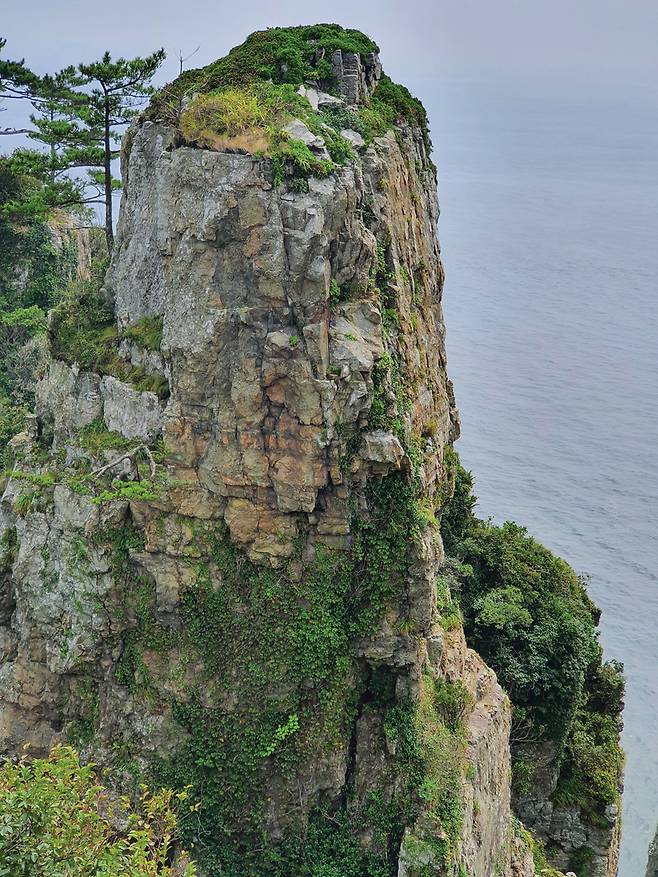 갈도의 우뚝 솟은 봉우리 같은 바위에 풍란이 군락을 이뤄 자생하고 있다고 한다.