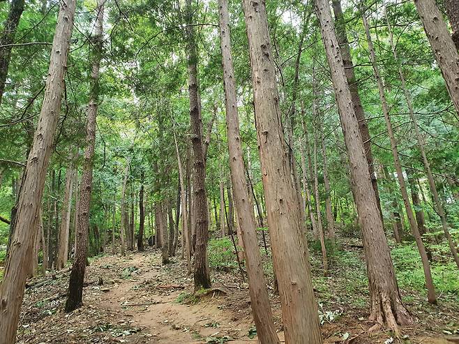 계룡산 계룡사 뒤편에 조성된 편백숲 사이로 정상으로 향하는 등산로가 있다.