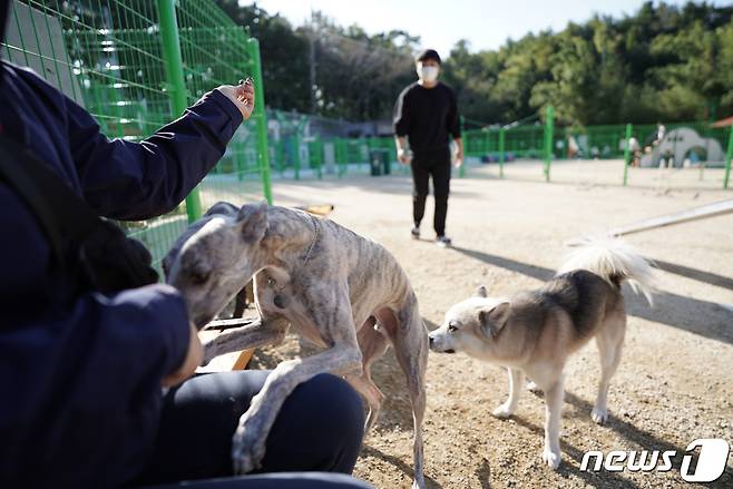 울산 동구 '봉화재 반려견 놀이터'. 그레이하운드 베니(왼쪽)와 믹스견 대박이.© 뉴스1