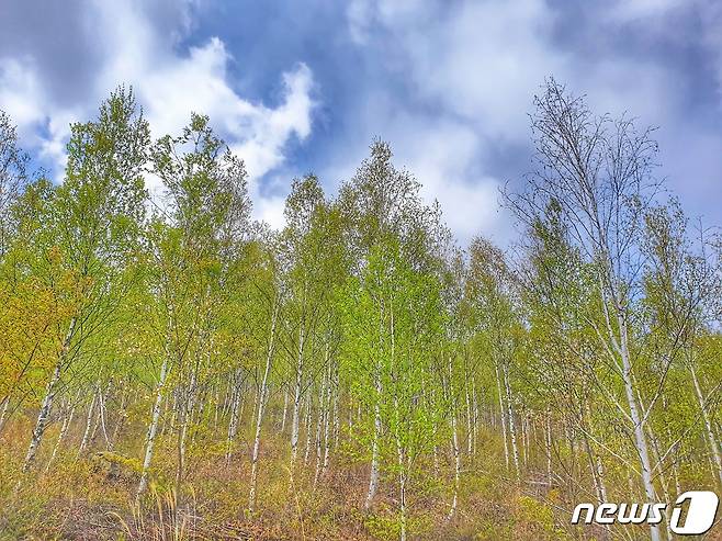 27일 충북 음성군은 주민이 쾌적한 공간에서 쉴 수 있게 숲 조성을 추진한다고 밝혔다. 사진은 음성군 원통산 자작나무 숲.(뉴스1 DB)2021.10.27/© 뉴스1