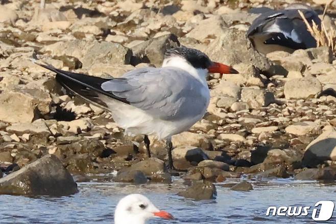 국내에서는 좀처럼 보기 어려운 붉은부리큰제비갈매기(Caspian Tern)가 28일 경북 포항시 남구 형산강에서 쉬고 있는 모습이 카메라에 잡혔다. .2021.10.28/뉴스1 © News1 최창호 기자