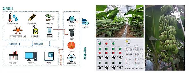 제주도 바나나 스마트팜의 원리. 출처 = 제이디테크