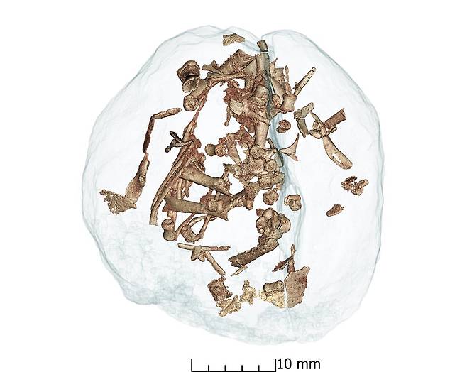 공룡알 속에 있는 새끼 골격 화석