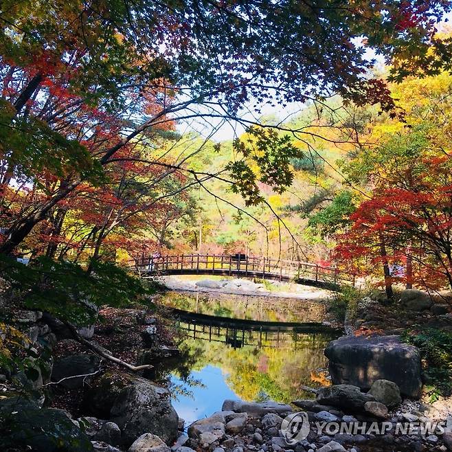 월악산 단풍 [월악산국립공원사무소 제공. 재판매 및 DB 금지]