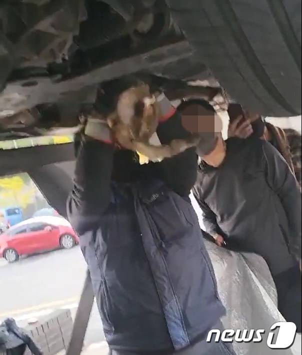 지난 28일 차량에 들어간 길고양이를 카센터 직원이 꺼내고 있다. © 뉴스1
