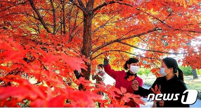 (평양 노동신문=뉴스1) = 북한 조선노동당 기관지 노동신문은 31일 '수도 평양의 이채로운 가을풍경'이란 제목으로 관련 사진 여러 장을 실었다.  [국내에서만 사용가능. 재배포 금지. DB 금지. For Use Only in the Republic of Korea. Redistribution Prohibited] rodongphoto@news1.kr