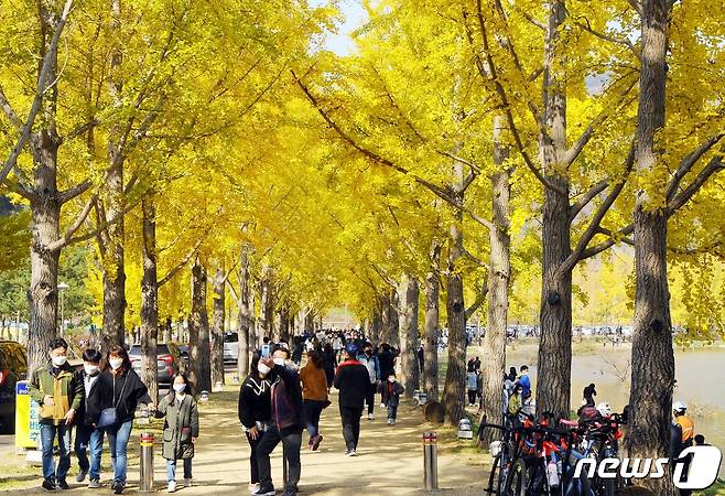 10월 마지막 주말인 31일 충북 괴산군 문광면 양곡저수지는 노랗게 물든 은행나무를 보려는 관광객들로 북적였다. 은행나무 길은 400m 양쪽으로 빼곡히 들어서 있어 가족, 친구 , 연인들이 사진을 찍는데 제격이다.2021.10.31./뉴스1 © News1 김정수 기자