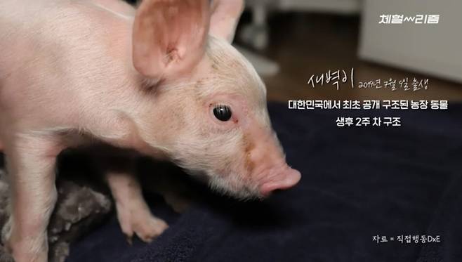 2019년 7월, 종돈장에서 구조됐을 당시의 새벽이 모습. 생후 2주차였고 공개구조된 첫 농장 동물이었다./사진=동물권단체 직접행동DxE