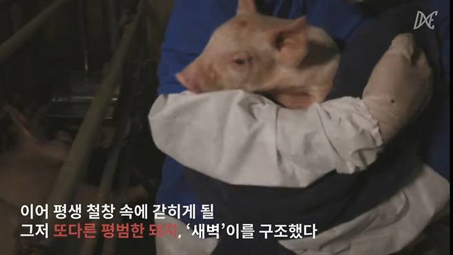동물권단체 직접행동DxE 활동가가 어린 새벽이를 품에 안은 채 구조하는 모습. /사진=동물권단체 직접행동DxE
