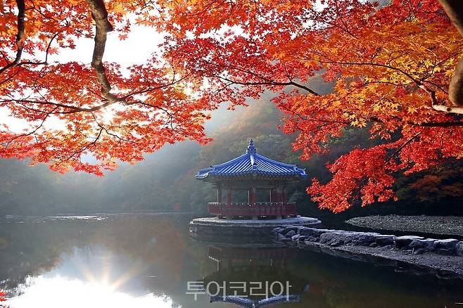 단풍 절정 맞은 정읍 내장산