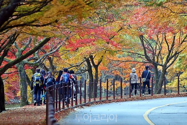 단풍 절정 맞은 정읍 내장산